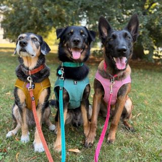 Vysoké teploty zvládnete o moc lépe s našimi chladicími vestami Cooling Wrap Hurtta! 👉V růžové, modré a kurkumové barvě...