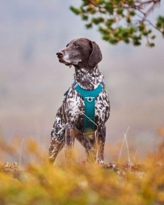 Konečně je tu! Postroj kde si nenastavíš jen obvod krku a hrudníku, ale i délku hrudního popruhu mezi předními packami 🥳...